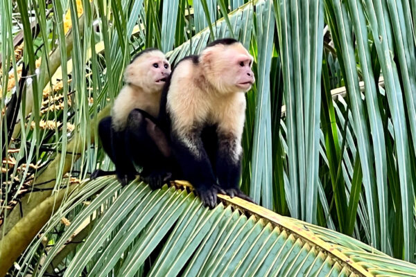 Capuchin Monkeys in Costa Rica