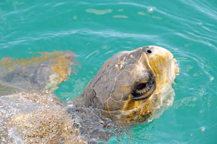 Costa Rica Sea Turtles
